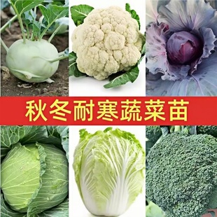 适合冬天种的菜苗秋冬季耐寒南方四季阳台种苗盆栽蔬菜苗秧苗根苗