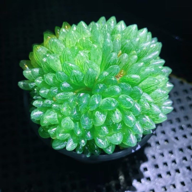 非常美观大颗多肉植物群生蝉翼玉露老桩室内阳台防辐射盆栽绿植花