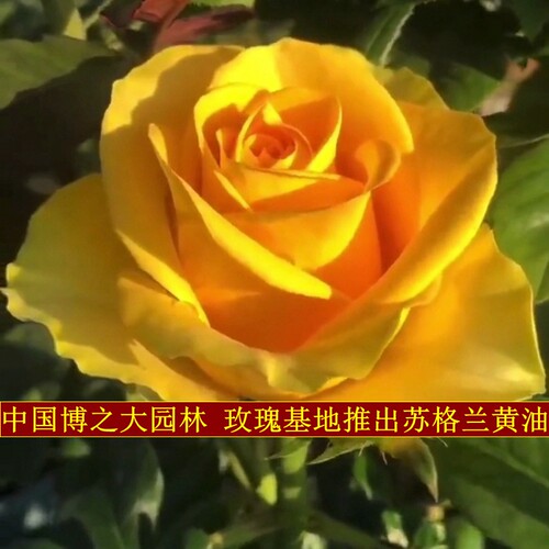 苏格兰黄油玫瑰花月季花苗特大切花盆栽四季灌木庭院阳台花卉植物