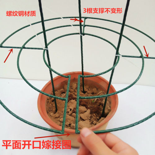 铁艺花架蟹爪兰植物支撑半圆固定花支架绣球月季爬藤聚拢护叶架