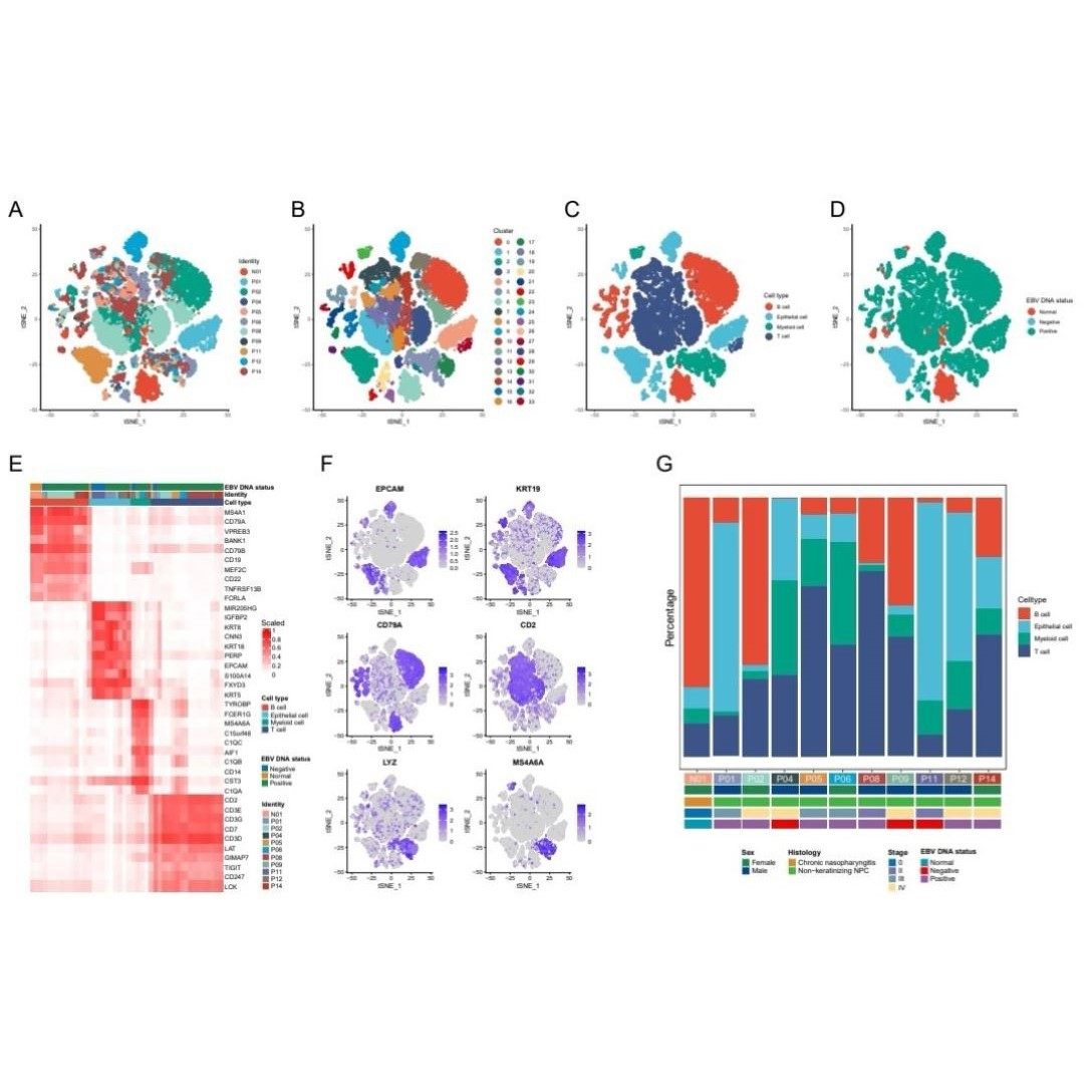 Riboseq翻译动态分析