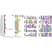 植物基因家族 motif 分析