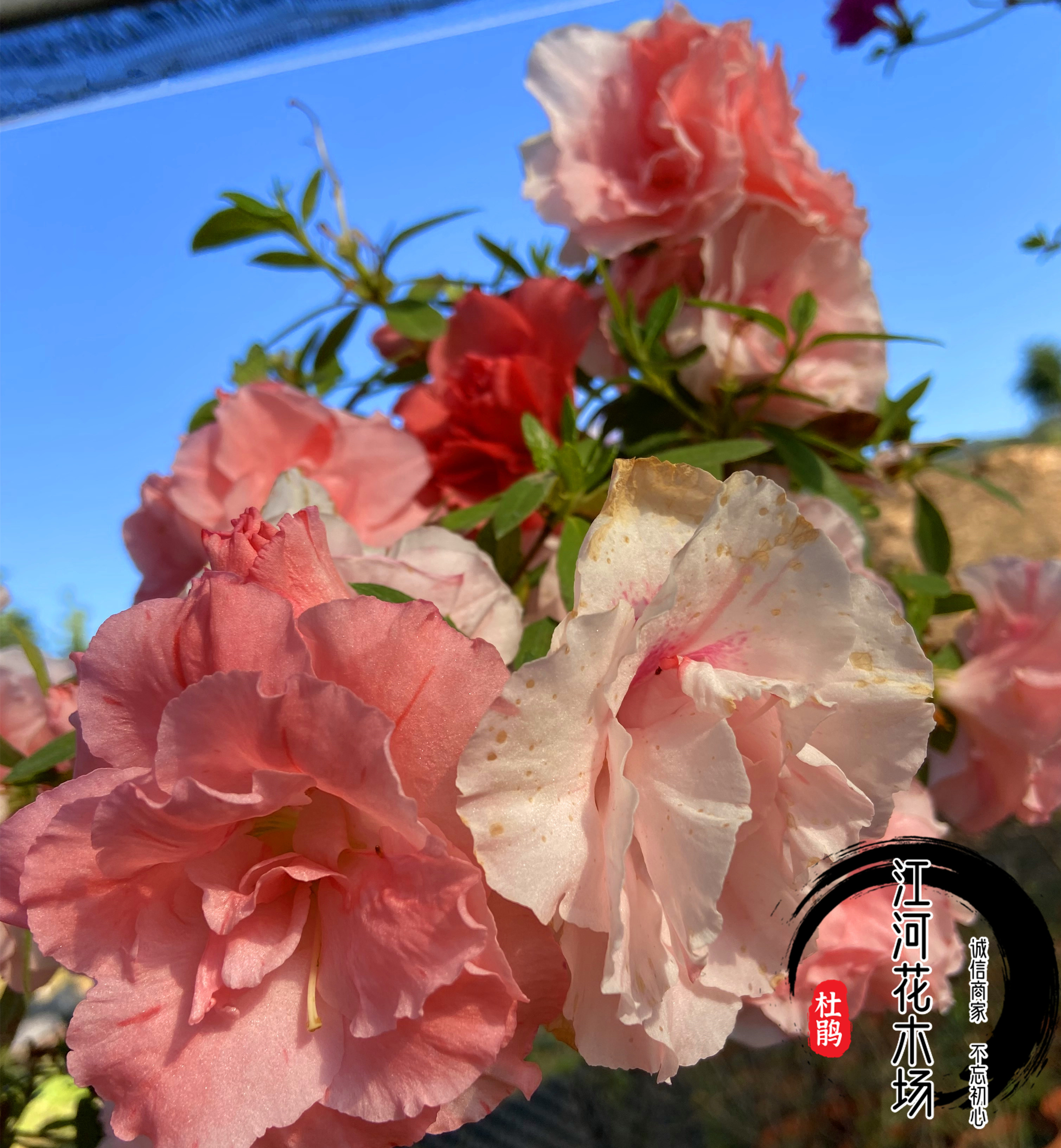 直播专拍一物一拍皋月杜鹃花雾岛系久留米系