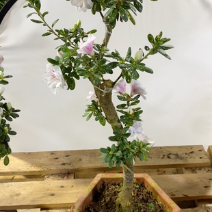 心动黄金杜鹃花