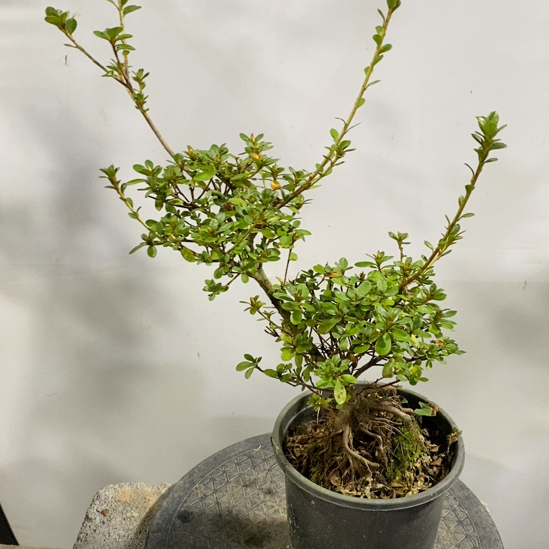 八重之樱杜鹃花1