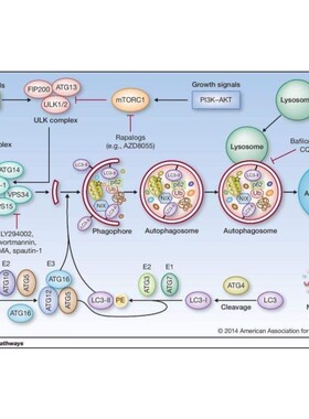 科研绘图封面信号通路医学SCI作图插画 机制图TOC摘要图画图 制图