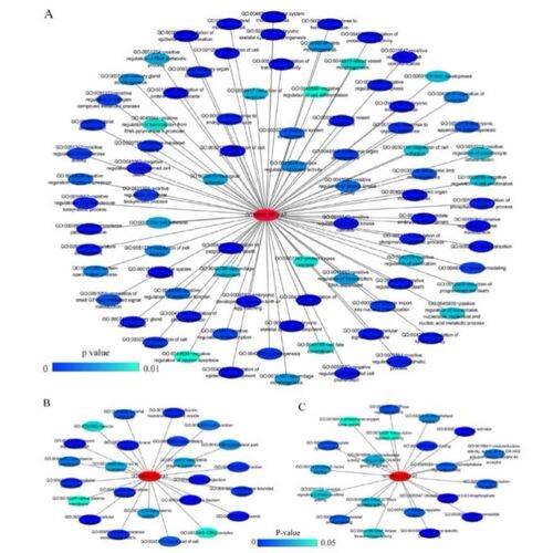 中医网络药理学 中药复方 分子对接代做 TCMSP GO/KEGG cytoscape