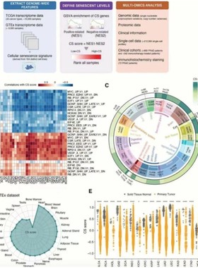 流式细胞术FlowJo周期凋亡免疫浸润分析代做