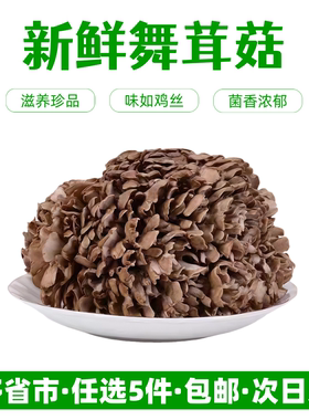 新鲜舞茸灰树花炒菜炖汤食材