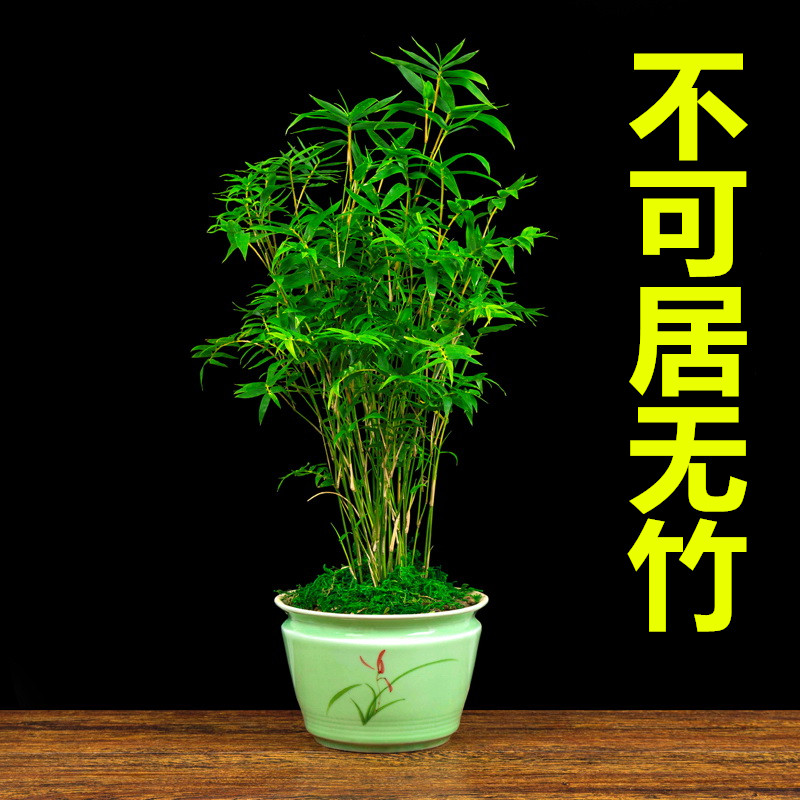 米竹盆栽凤尾观音景子苗四