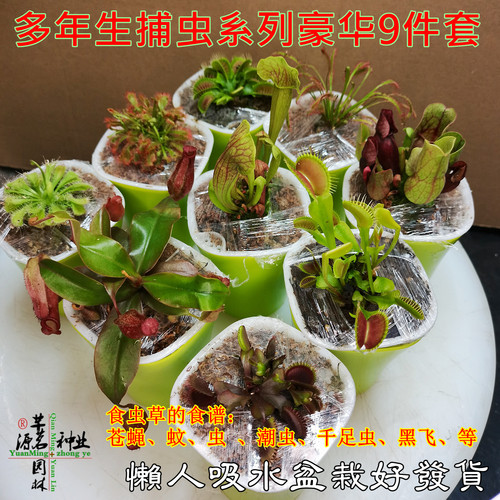 捕蝇草盆栽食人花扑虫超大
