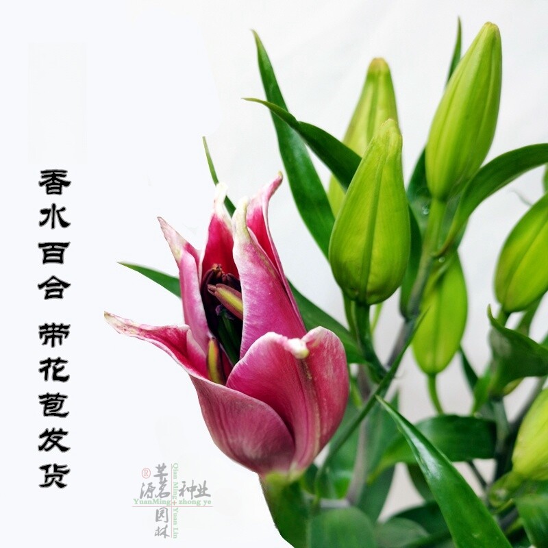 芊茗香水百合花带花苞发货室内客厅阳台粉色芳香盆栽花卉含盆包活