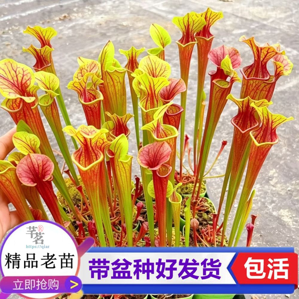 捕蝇草瓶子草学生观察日记图片