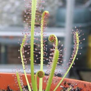 精品套装 四季 捕蚊虫草 捕蝇草新手推荐 食虫草植物好望角茅膏菜