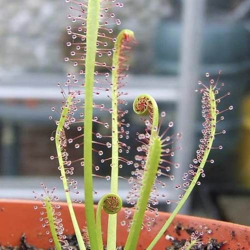 食虫植物-茅膏菜扑蝇草捕蚊虫草