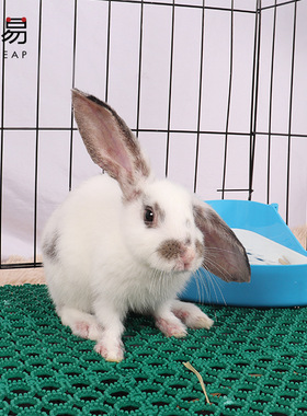 兔子脚垫A1pq801-宠物可裁剪垫脚板笼子踏板咬拼接可弯曲塑