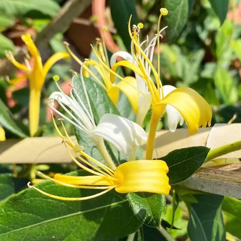 金银花可用 爬藤植物 四季开花庭院阳台花卉白银花