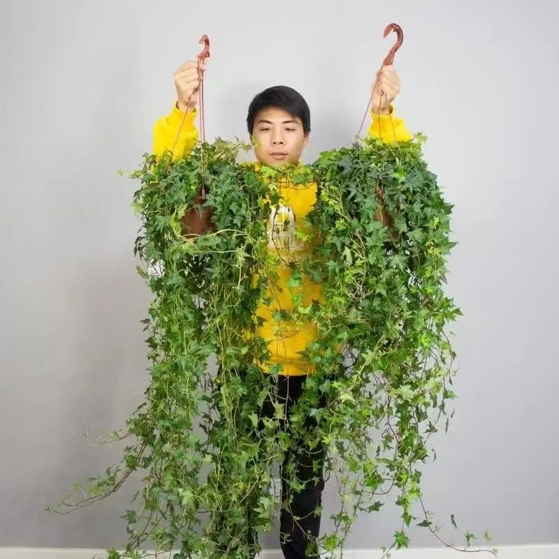 常春藤垂吊植物室内客厅阳台爬藤长青藤蔓悬挂常青藤
