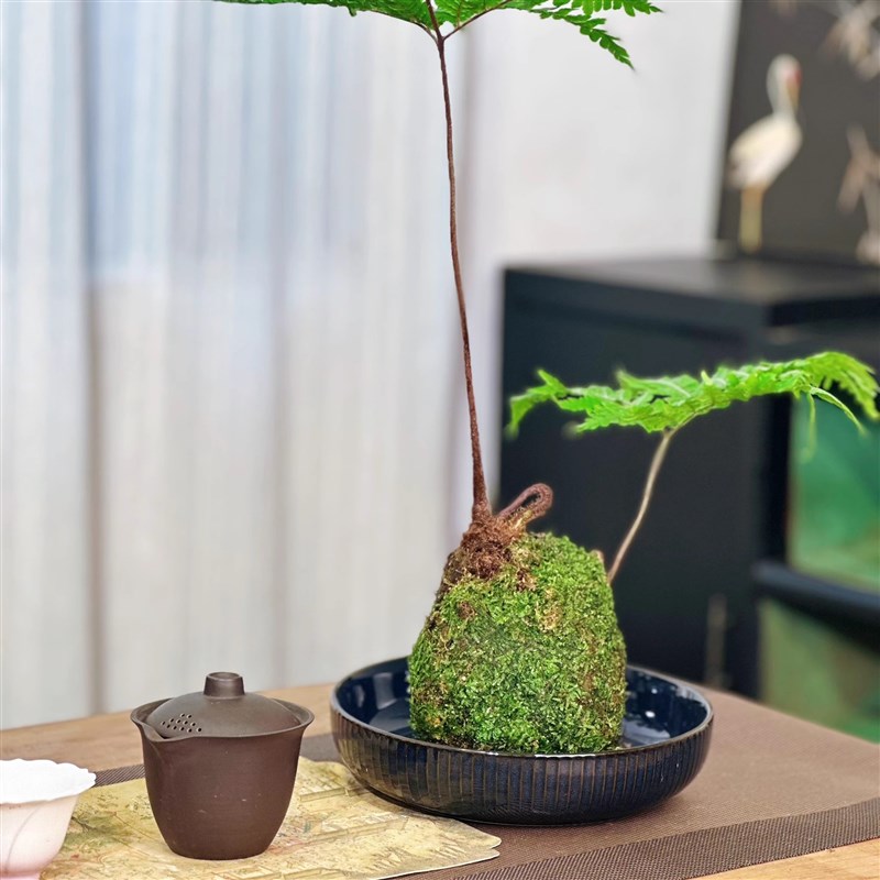 苔藓球专用花盆水培盘红鳞蕨盆观音竹花盆蕨类植物花盆陶瓷水培盆