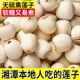 首发 正品 湘潭天然白莲磨皮莲子新货新莲新鲜去皮莲子百合煲汤