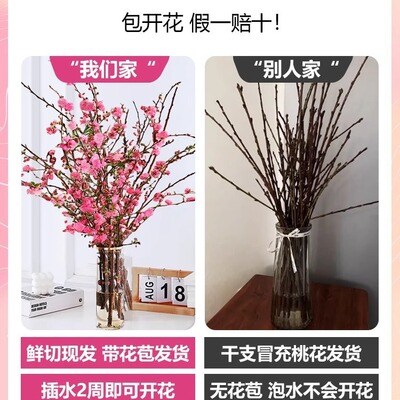 带梅花桃花树干枝珍珠李鲜花室内花卉雪柳切养物观叶 /花灌木