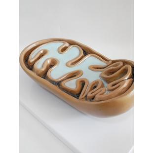 线粒体模型 细胞器 生物教学器材初中高中实验仪器