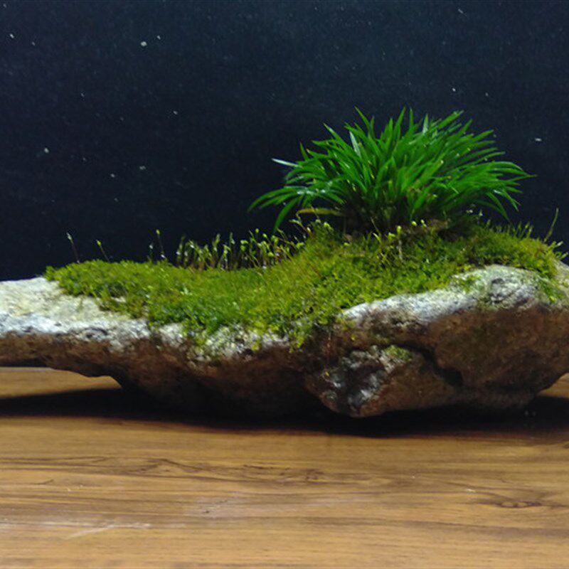 菖蒲苔藓石头微景观盆景茶室绿植物办公室盆栽水培附石金钱菖蒲草