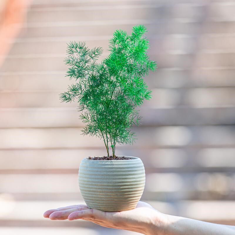 蓬莱松盆栽小盆景室内办公室客厅桌面植物绿植花卉摆件长寿迎客松