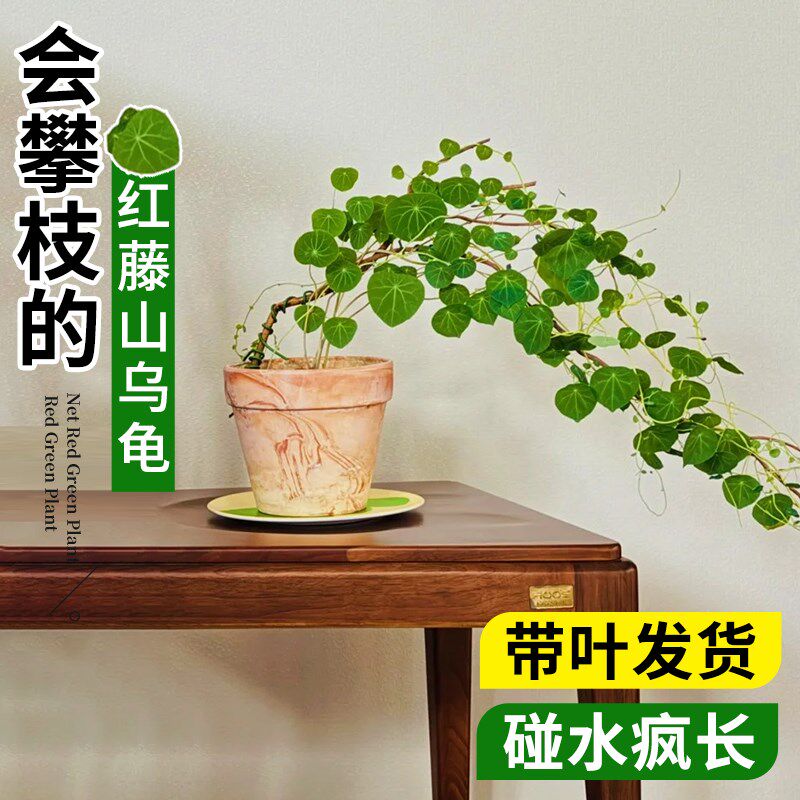 山乌龟爬藤植物水培红藤盆栽种球金不换圆叶爬藤精选桌面绿植室内