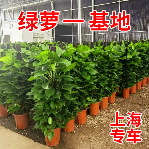 大型绿萝绿箩柱绿色前台大书房落地盆栽绿植室内办公室客厅上海