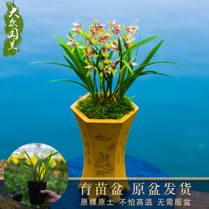 逸红双娇 兰花盆栽建兰四季兰草浓香兰花苗带花苞名贵大众国兰场