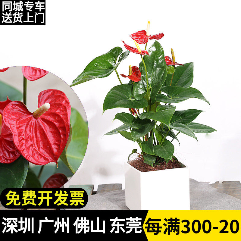 红掌盆栽 花卉红掌粉掌白掌四季开花办公室内盆栽鸿运当头盆栽