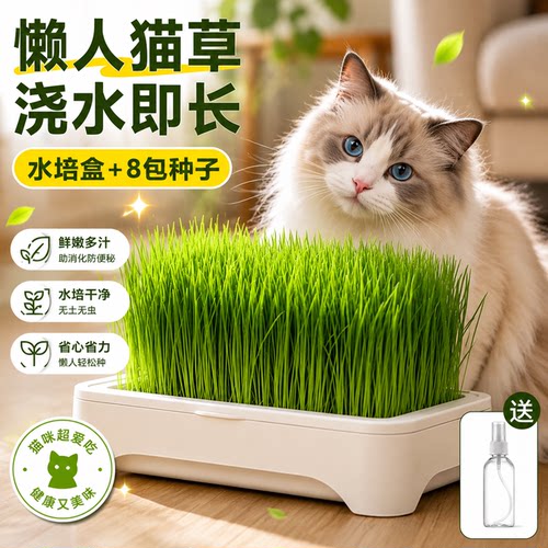 无土水培猫草盆栽种植盒懒人猫草