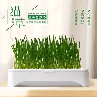 无土水培猫草套装化除毛球调理肠胃清新口气家庭种植盒猫咪用品