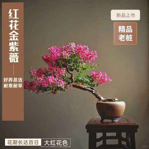大红花金紫薇盆景老桩百日红姬紫薇盆景阳台好养植物庭院别墅盆栽