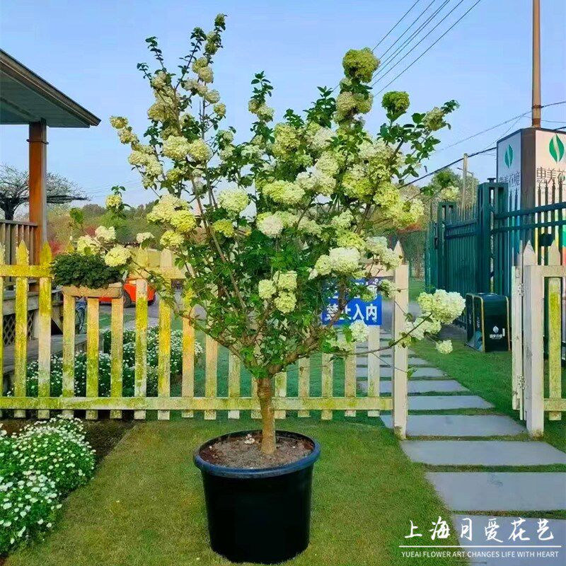 中华木绣球斗球花盆栽苗庭院树苗多年生木本树绣球花花苗花卉植物图片