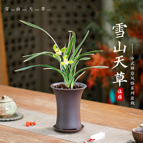雪山天草室内盆栽春兰带花苞四季兰花办公室桌面绿植好养花卉植物