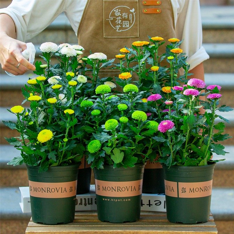 重瓣乒乓菊盆栽菊花球菊千头菊花卉室内阳台庭院绿植四季开花植物