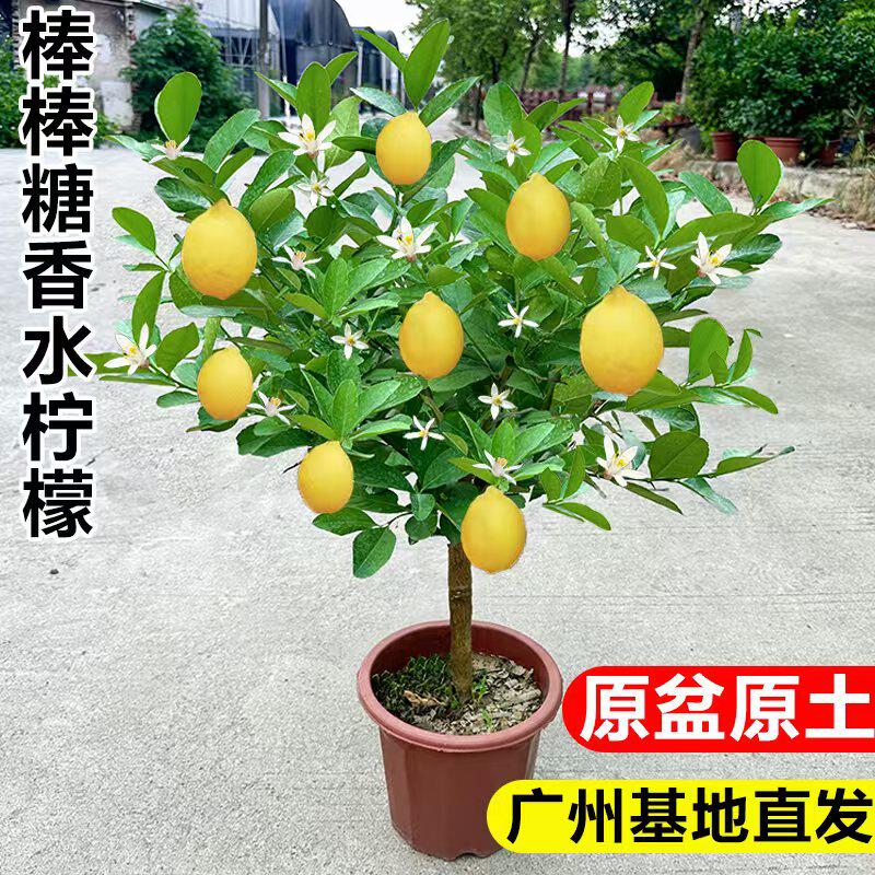 香水柠檬树盆栽室内外绿植四季结果树苗阳台庭院大型植物青柠檬苗