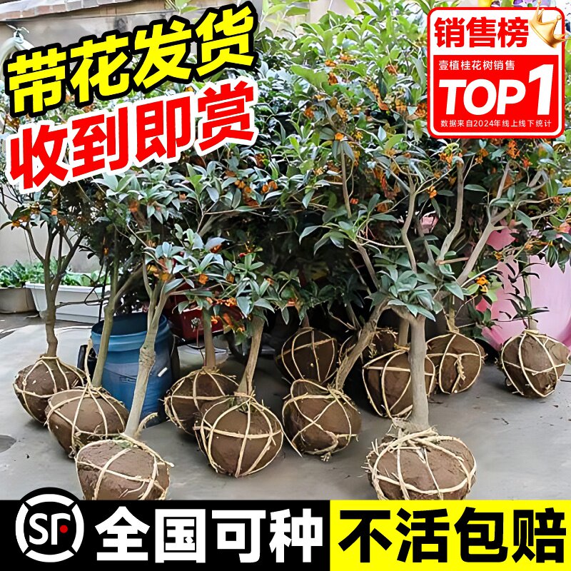 桂花树苗盆栽庭院绿植盆地栽大树四季桂丹桂金桂好养花卉植物耐寒