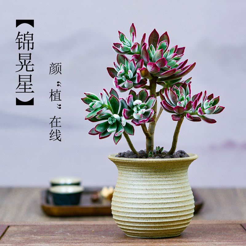 锦晃星多肉植物盆栽盆景老桩大株花卉植物室内花多肉植物大颗好养