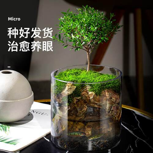 生态瓶苔藓微景观桌面盆栽青苔造景绿植物闷养鱼缸办公室水培摆件