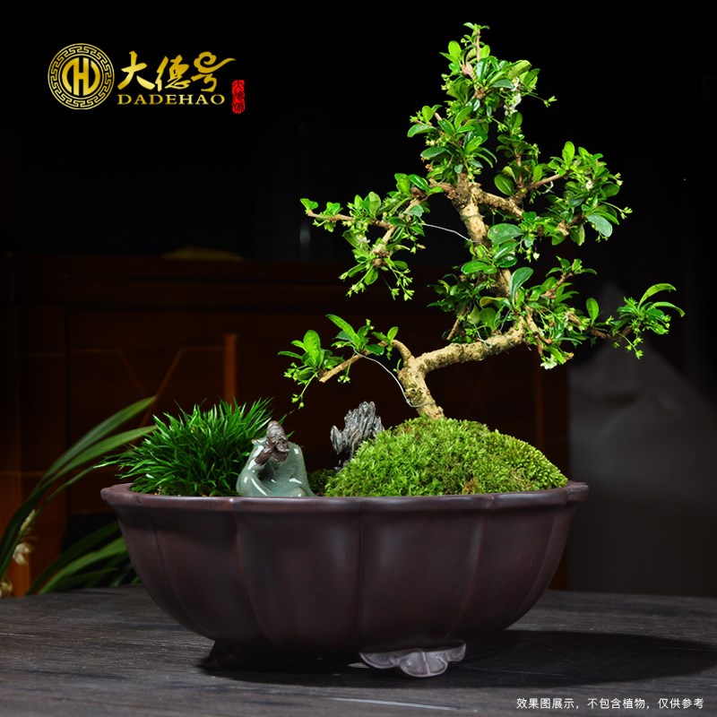 宜兴紫砂盆景花盆莲花三角圆形上水石盆景盆假山石头文竹水仙花盆