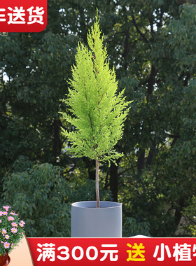 香松盆栽 香冠柏植物室内桌面四季好养 花卉绿植阳台小金冠柏盆景