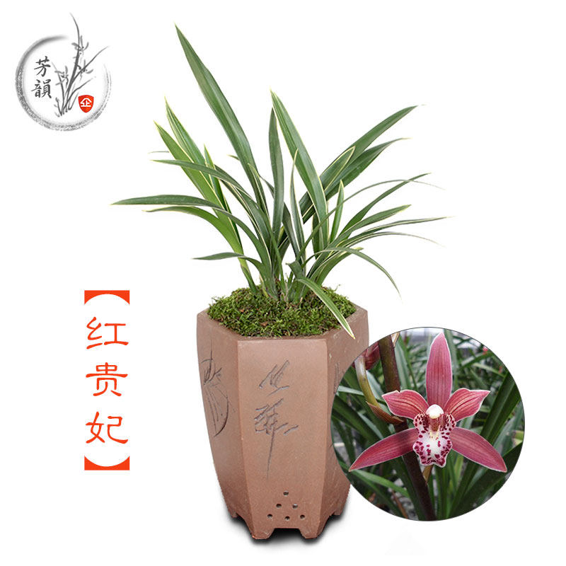 建兰四季兰盆栽绿植花卉红贵妃兰花苗 办公室美观净化空气植物