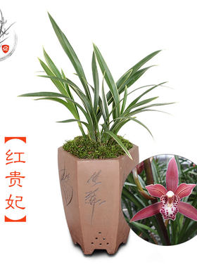 建兰四季兰盆栽绿植花卉红贵妃兰花苗 办公室美观净化空气植物