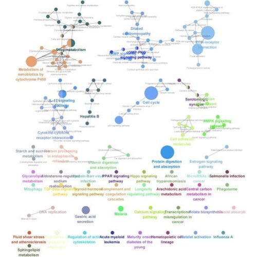 生信分析网络药理学孟德尔随机化MR实验外包标书单细胞转录组科研