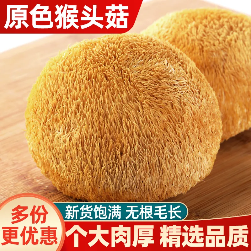新货猴头菇净重古田农家正宗干货猴头菇新鲜无硫养胃非东北长白山