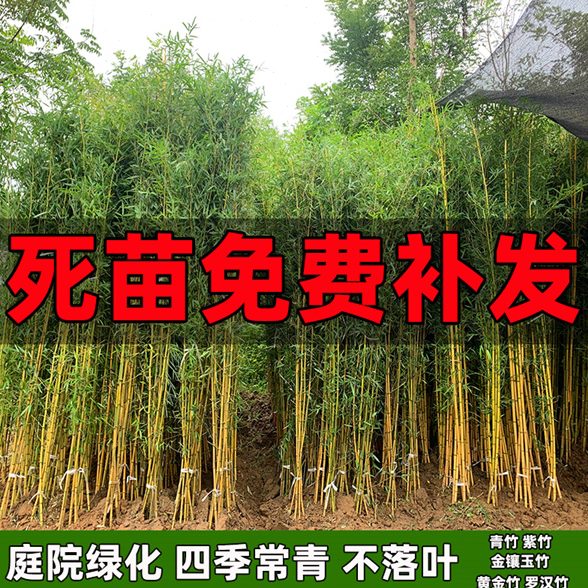 竹子苗 紫竹 青竹庭院小竹苗 北方耐寒树苗四季常青植物绿化