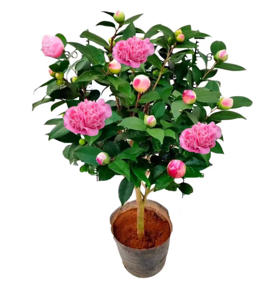 五色赤丹山茶花树苗客厅窗台好养茶花